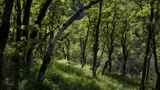 Abhayagiri's 20th Anniversary on Saturday, June 4th