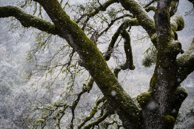 Co-dependent Aspects of a Living Process