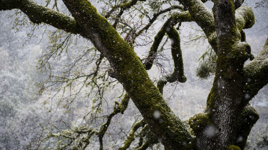 Co-dependent Aspects of a Living Process